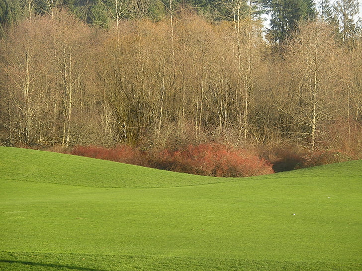 golf course, golf, fairway, golfing, green, trees, meadow