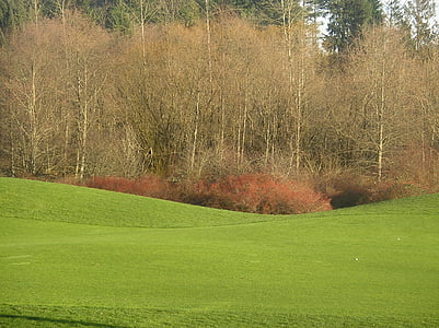 teren de golf, Golf, Fairway, Golf, verde, copaci, Lunca