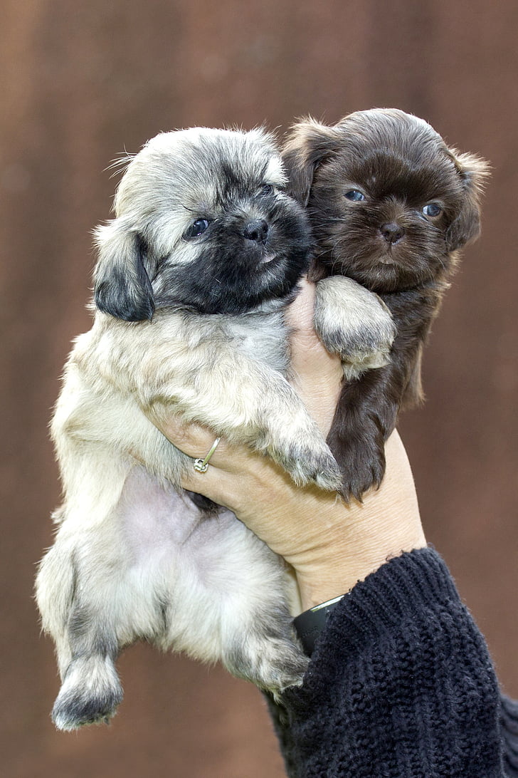 chiot, chien, animaux, animal de compagnie, Sweet, Shih