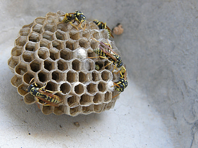 黄蜂的巢, 群, 纸尿裤, 昆虫, 黄蜂巢, 黄蜂, 蜂巢