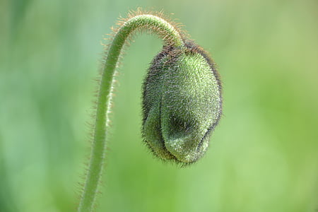klaproos capsule, Papaver, groen, plant, klaproos bud, sluiten, bloem