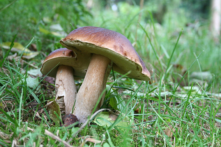houby, Příroda, podzim, Les, CEP, kaštan