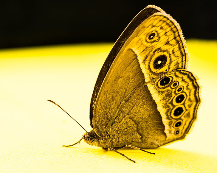 πεταλούδα, έντομο, πεταλούδα - εντόμων, φύση, ζώο, πτέρυγα των ζώων, ομορφιά στη φύση