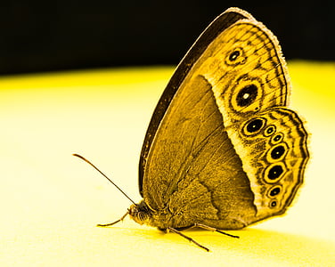 papillon, insecte, papillon - insecte, nature, animal, animaux à voilure, beauté dans la nature