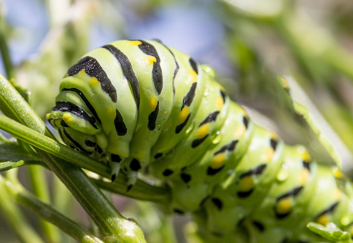 Caterpillar, error, verde, polilla de la, larva