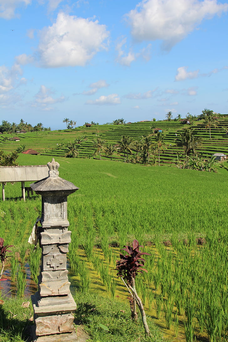 Бали, оризови полета, jatiluwih, Световно наследство на ЮНЕСКО, Индонезия, празник, ориз