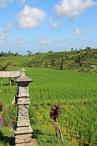 Бали, рисовые поля, Jatiluwih, Всемирного наследия ЮНЕСКО, Индонезия, праздник, Райс