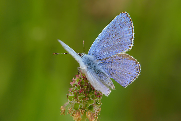sommerfugl, natur, insekt, blå, Wing, Vanlig blåvinge