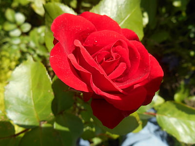levantou-se, rosa vermelha, flor, romance, natureza, vermelho, floral