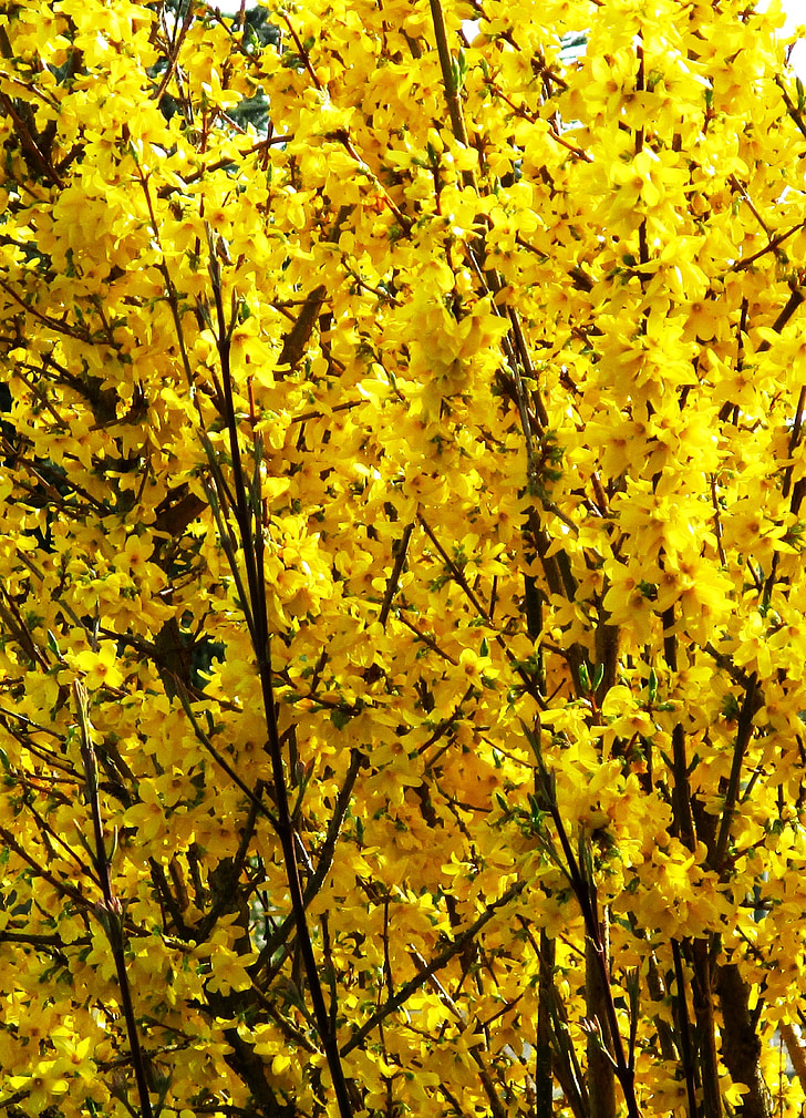 Bush, Forsythia, virágok, sárga, világos, tavaszi