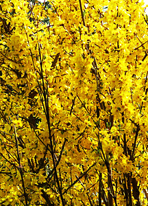 Bush, Forsythia, flores, amarillo, brillante, primavera