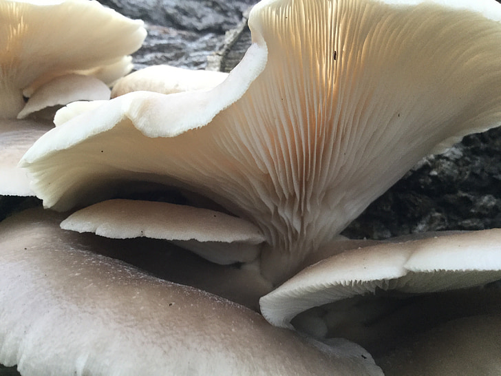 mushroom, fungus, nature