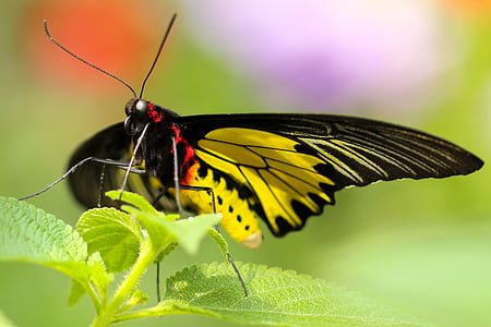 animal, antenna, beautiful, blur, butterfly, close-up, color