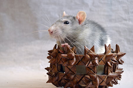 rata, decorativo, en una canasta, animal, Inicio, Closeup