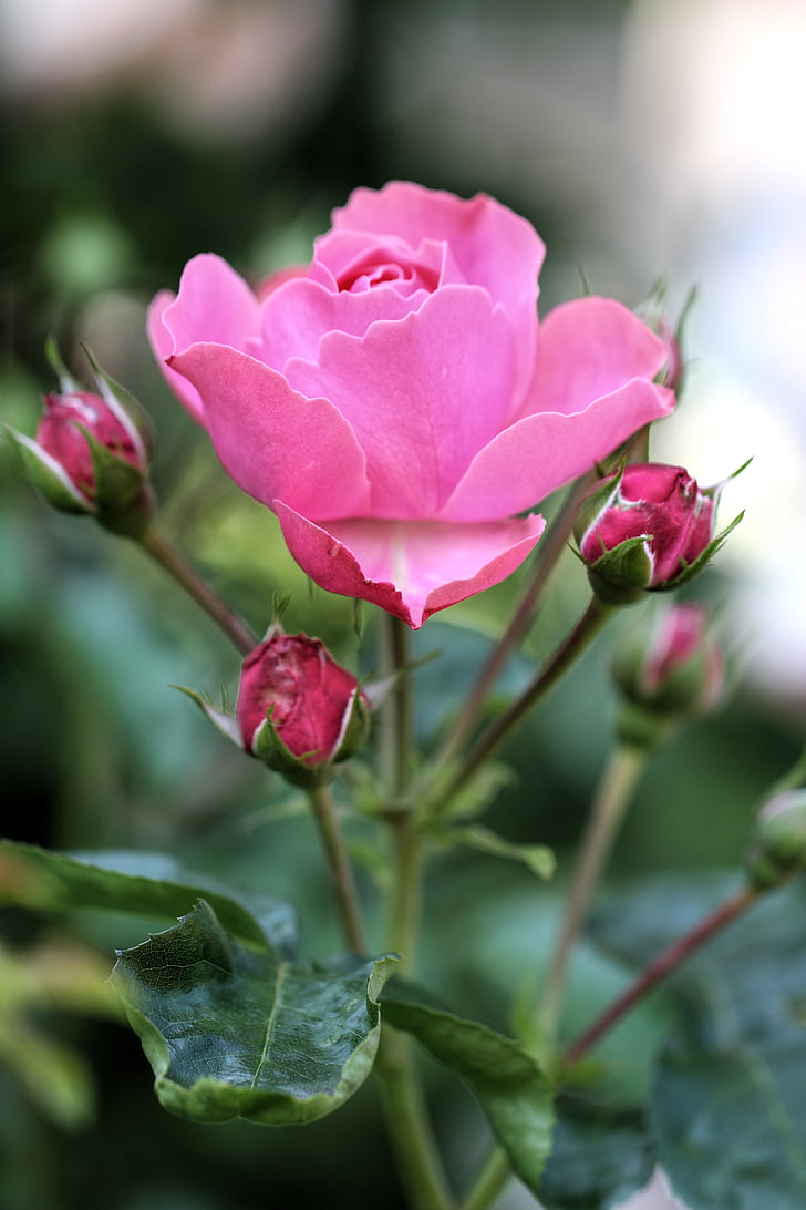 rose, pink, blossom, bloom, plant, nature, flowers