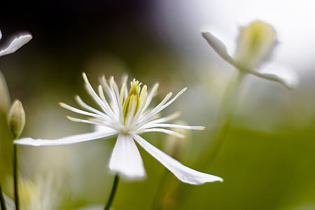 Bloom, õis, Suurendus:, Flora, lilled, loodus