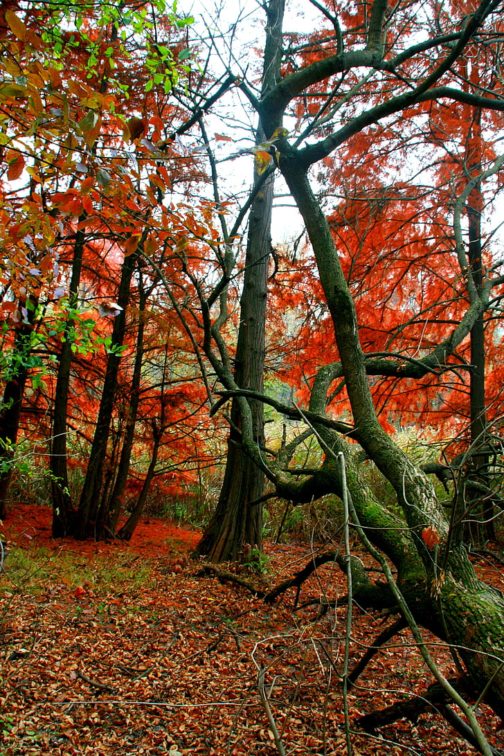 Осінь, ліс, червоний, листя, забарвлення, краєвид