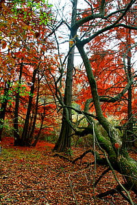 musim gugur, hutan, merah, daun, mewarnai, pemandangan