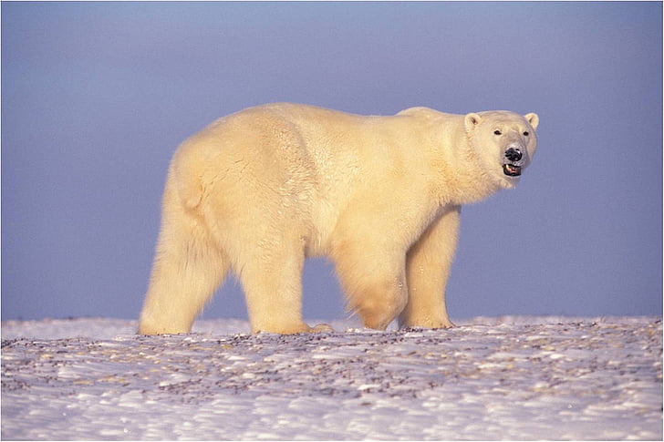 bear, walking, looking, snow, predator, white, arctic