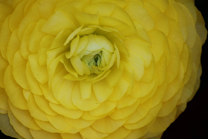 flor de Ranunculus, vibrante, flor de ranúnculo amarillo, Ranúnculo, amarillo, hermosa, Close-up
