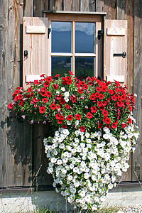 jendela, bunga, Petunia, tanaman gantung, balkon tanaman, tanaman hias, menggantung petunia