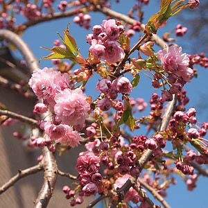 Prunus, rosa, floración, primavera, cielo azul, arco, de la caída