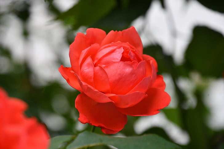 Rosa, Pètals vermells, flors, flora, fàbrica, jardí, botànica