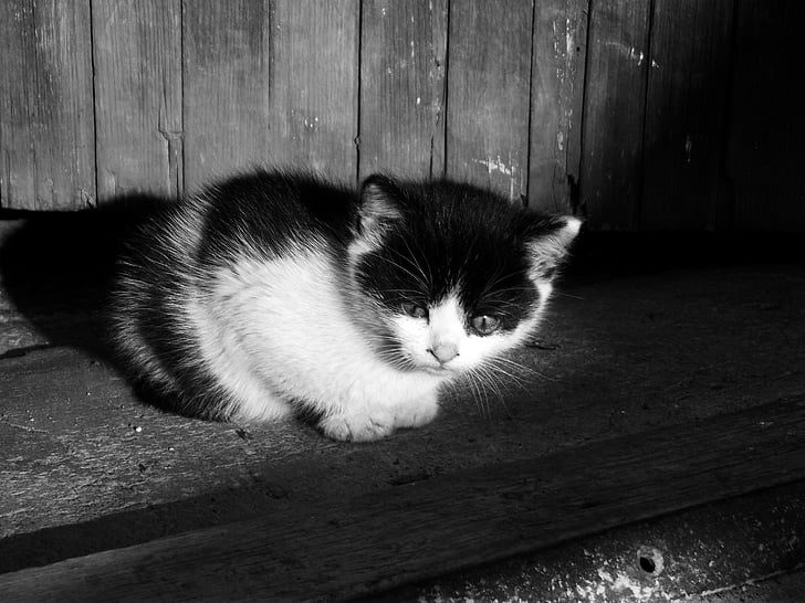 cat, kitten, kitty, pet, cute, black kitten, black and white cat