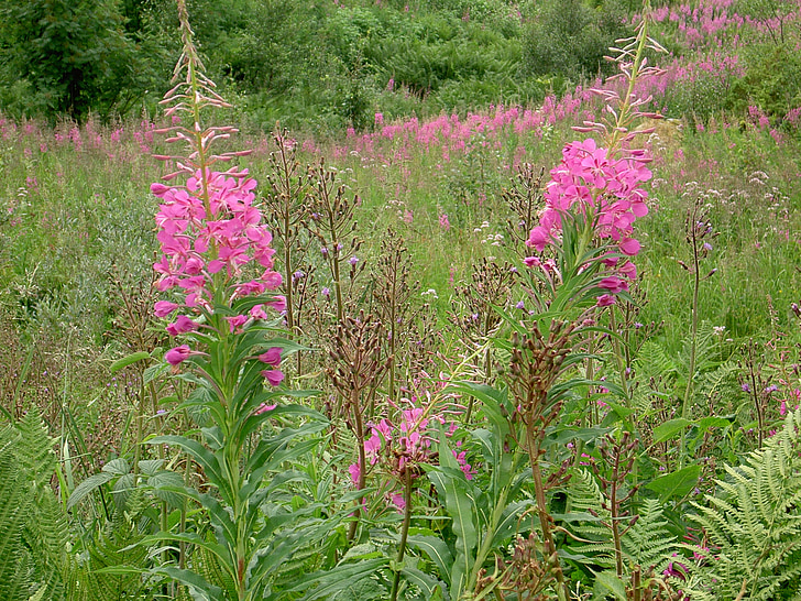 willowherb, wild flowers, pink, fireweed, nature, field