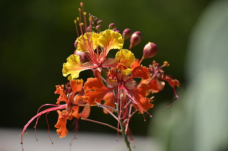 bunga, Cendrawasih, Cenderawasih Meksiko, Cendrawasih merah, Arizona, Tucson, eksotis