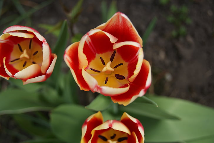 Tulipan, kwiaty, Natura