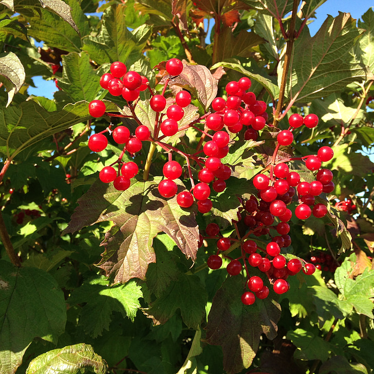 bayas, naturaleza, Rowanberries, rojo