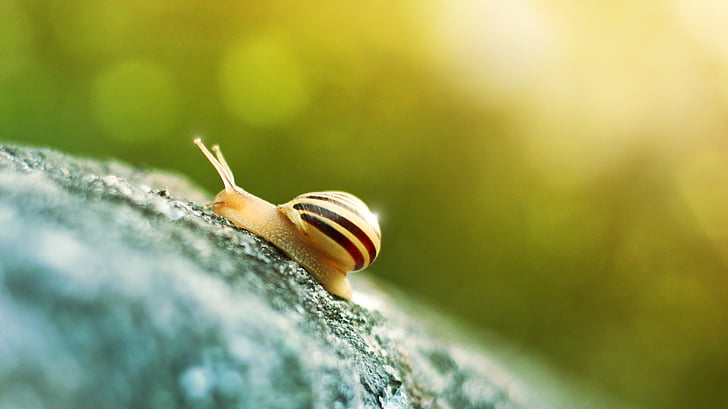 slug, summer, light, shell, bokeh, snail, nature