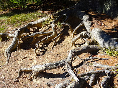 raíces de los árboles, sistema de la raíz, naturaleza