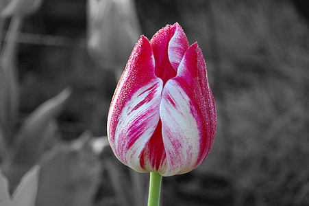 Tulipa, flor, jardí, primavera, Tulipa vermell, color, natura