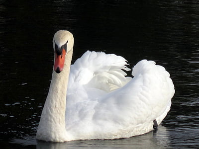 Swan, svanar, vatten, vit, naturen, fågel, vilda djur