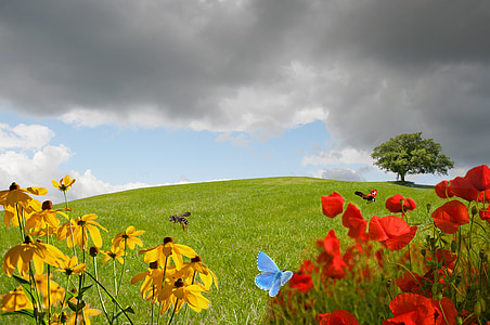 Λιβάδι, πράσινο λιβάδι, λουλούδι Λιβάδι, χλόη, φύση, λεπίδα του χόρτου, τοπίο