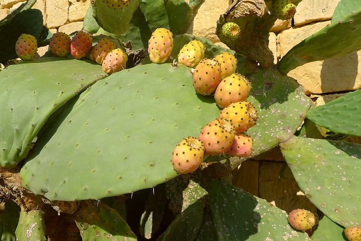 prickly pear, cactus fruit, cactus, plant, malta, gozo, mediterranean