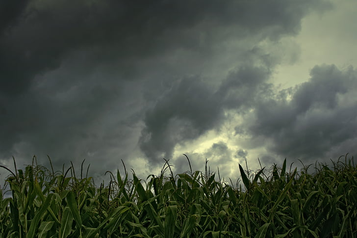 トウモロコシ畑, gewitterstimmung, ローアングルのショット, 雨の雲, 自然, クラウド - 空, 農業