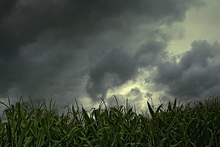 ladang jagung, gewitterstimmung, sudut rendah ditembak, Rain clouds, alam, awan - langit, pertanian