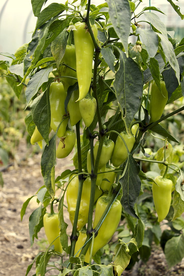 peppers, green, yellow, leaves, farm, glasshouse, vegetable
