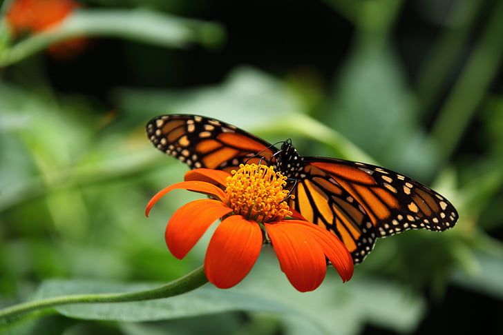 zvíře, Krásné, Monarch, motýl, detail, barevné, květ