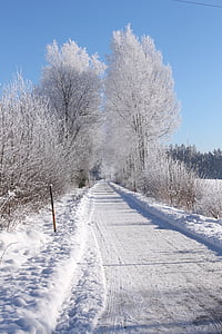 nieve, invierno, invernal, imagen del símbolo, bosque de invierno, sueño de invierno, bosque
