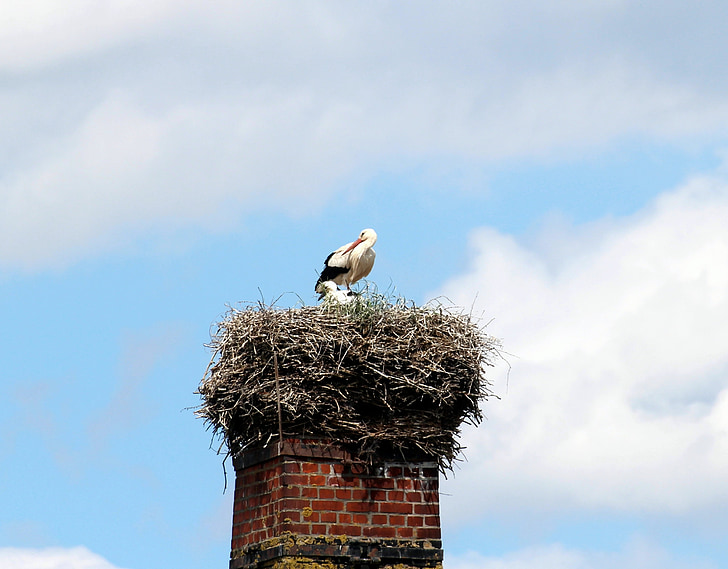 hvid stork, Stork, hvid stork, Storkene, Mountain husen, Stork village, Ciconia ciconia