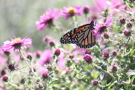 metulj, cvet, insektov, ranljivosti, metulj - insektov, svežina, roza barve