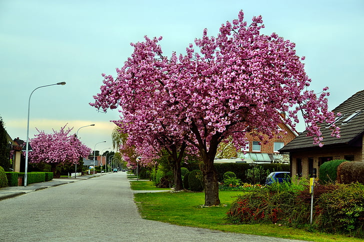 koriste kirsikka, Road, puu, Neighborhood, osa, asuinalueella, Blossom