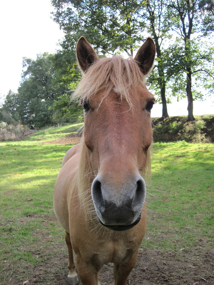 pony, dun, Portret, hoofd van het paard, grasland, nieuwsgierig