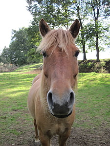 Pony, Dun, Retrato, cabeza de caballo, del pasto, curioso