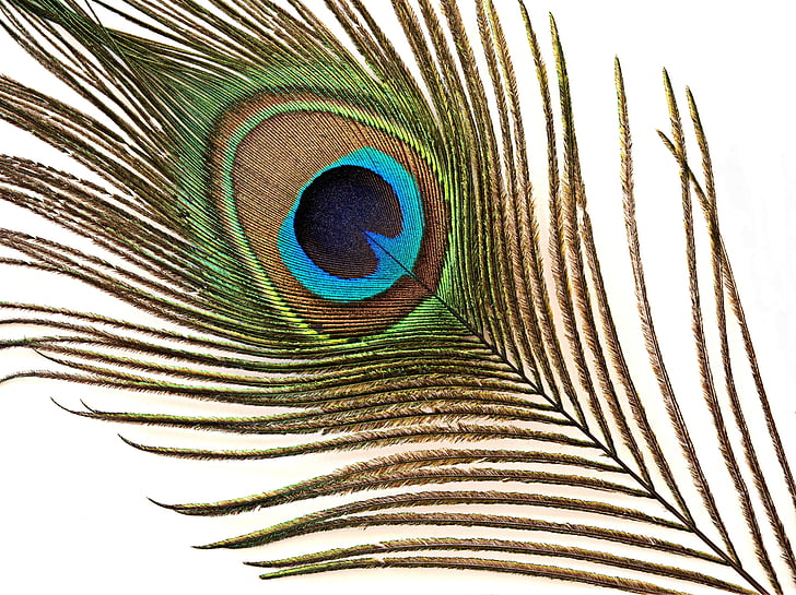 peacock, feather, iridescent, courtship, display, pavo cristatus, blue