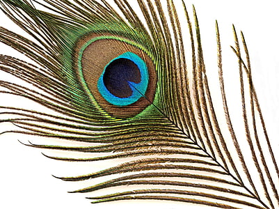 นกยูง, ขนนก, สีเหลือบ, เกี้ยวพาราสี, จอแสดงผล, pavo cristatus, สีฟ้า